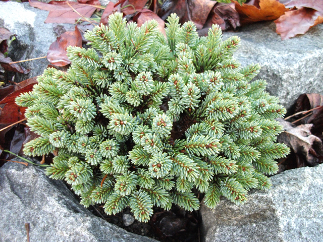 Picea glauca 'Burning Well'